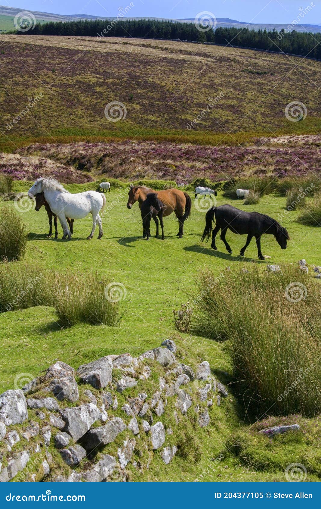 Wild Dartmoor Pony on Dartmoor Devon United Kingdom Stock Image
