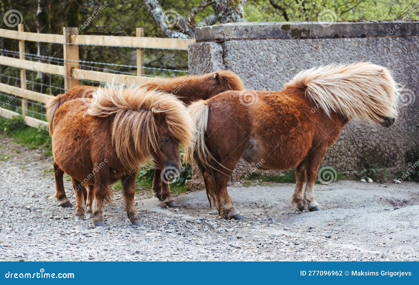 Wild Dartmoor Pony in National Park, Devon UK Stock Photo Image of