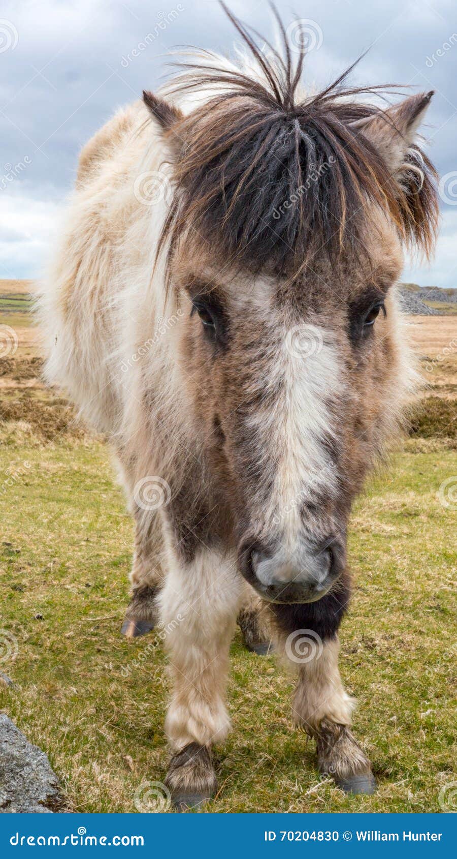 A wild Dartmoor Pony stock photo. Image of mare, green 70204830
