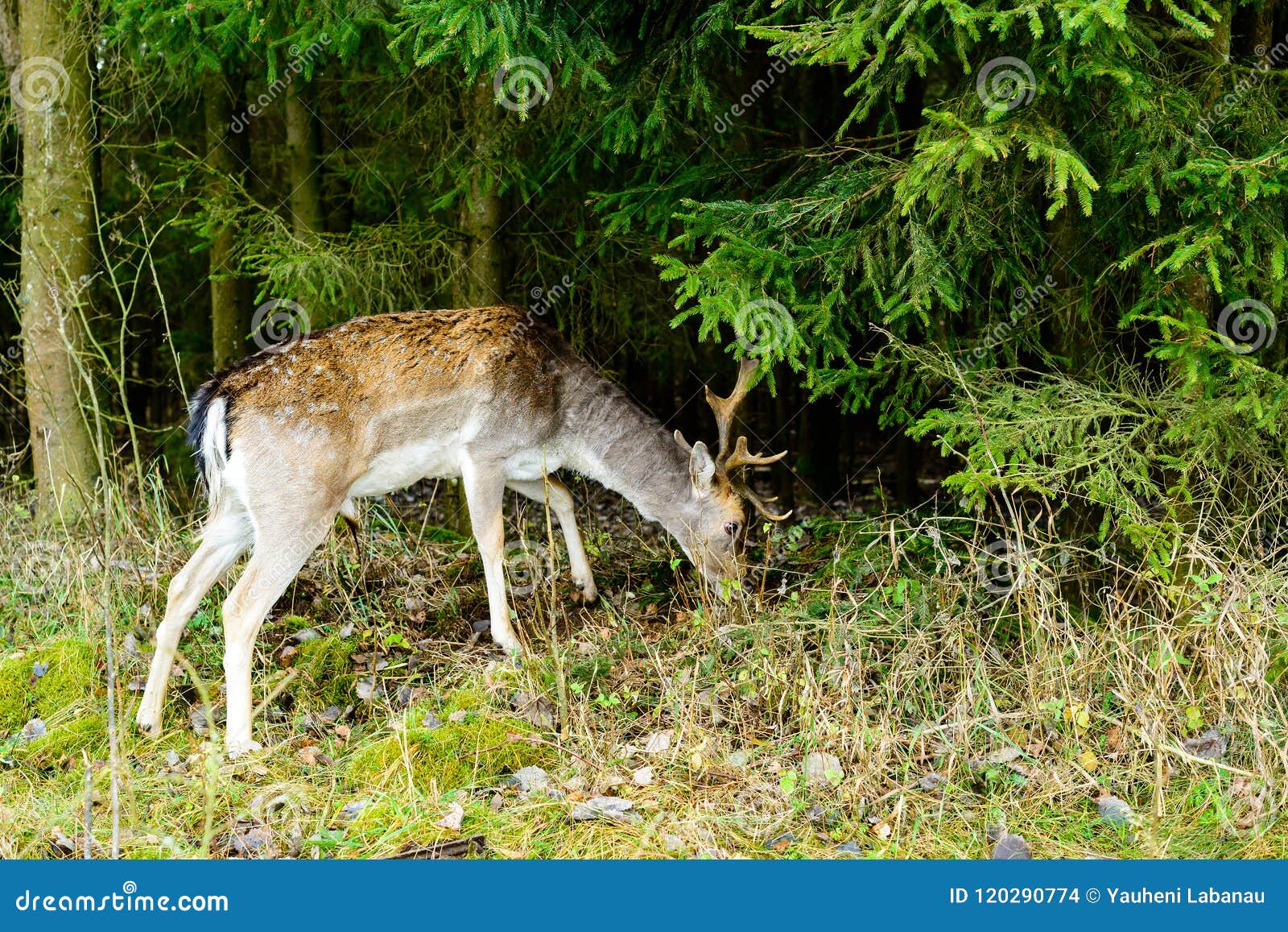 Wild Deer Eating Grass at Forest Stock Photo Image of canada, meadow