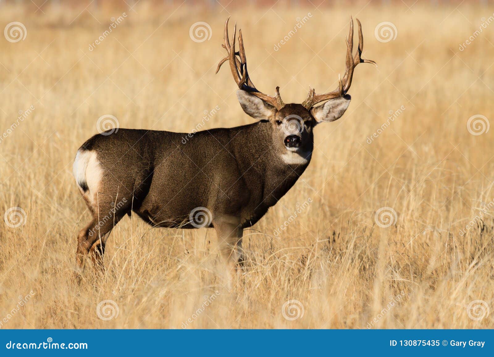 Wild Deer on the High Plains of Colorado - Mule Deer Buck Stock Image ...