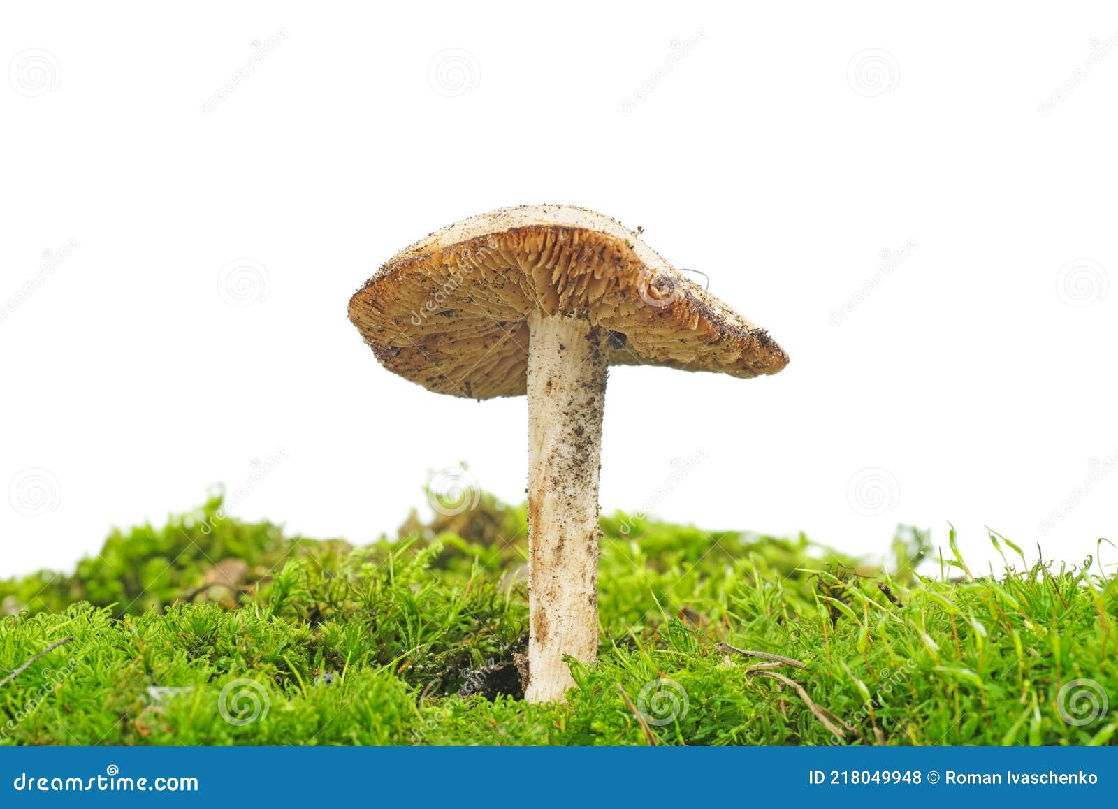 Wild Depressed Cap Mushroom, Wild Mushroom on Green Moss Isolated on White Stock Photo Image
