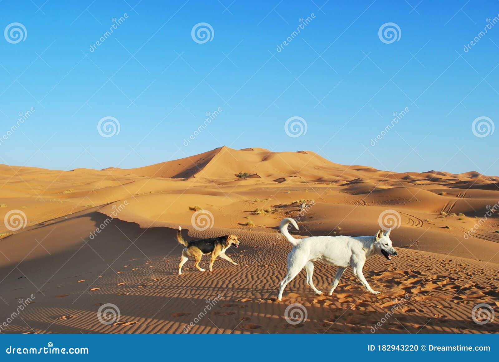 wild desert dogs in the sahara.