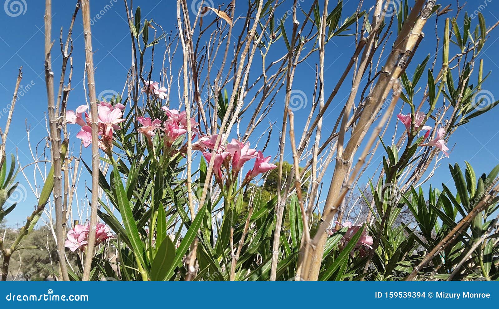 Wild Desert Flowers stock photo. Image of utah, flowers 159539394