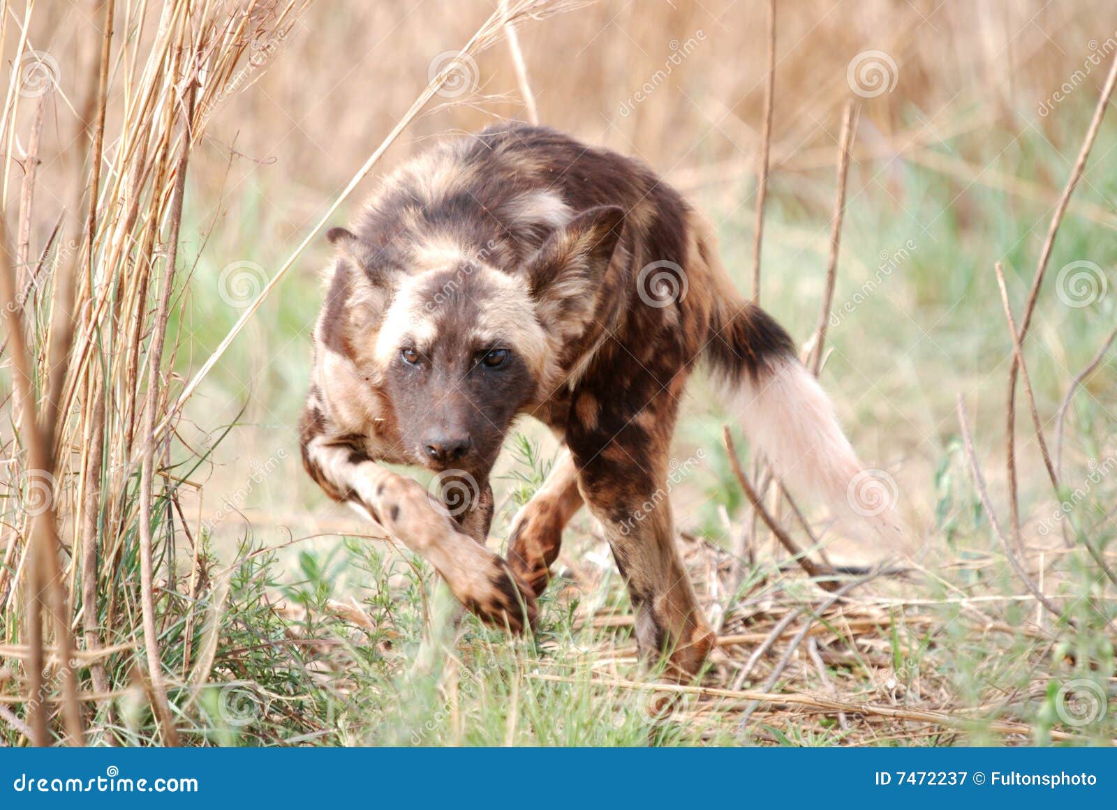 wild dog