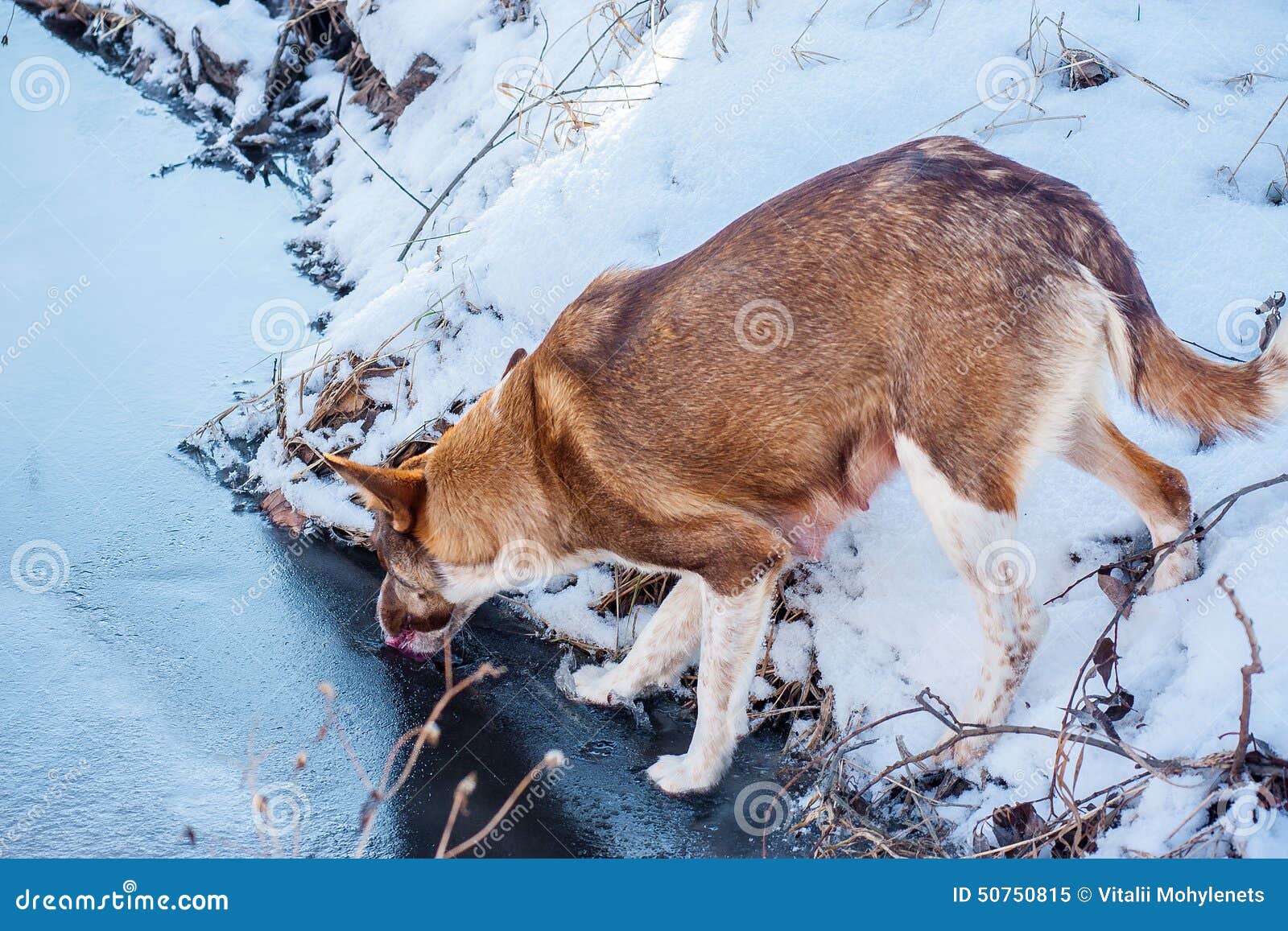 Wild Dog Drinks Water from a Stream Stock Image Image of water