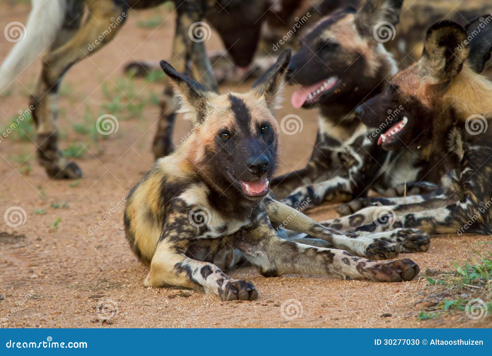 Wild dog pack stock photo. Image of ears, game, animal 30277030