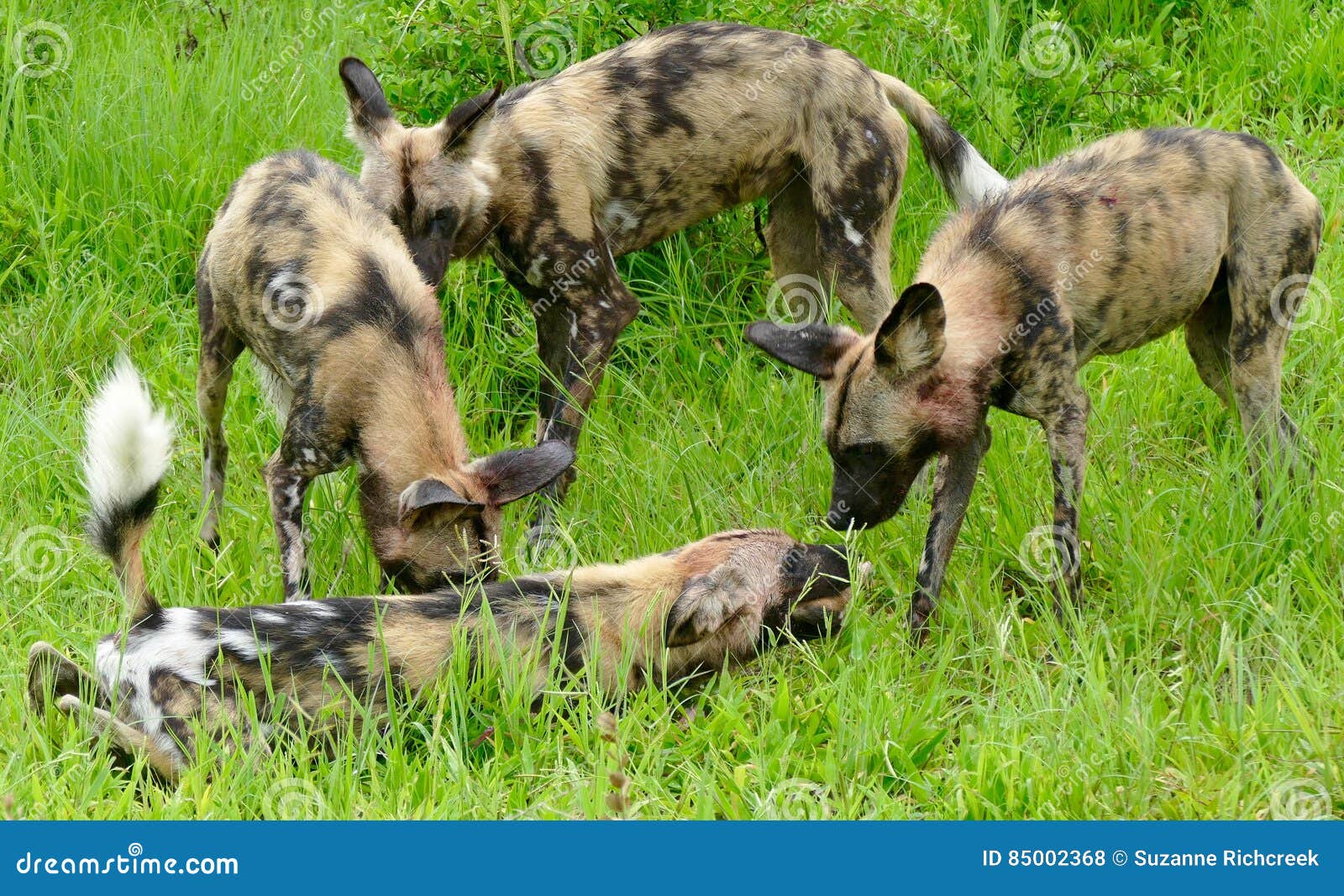 Young Pack of Wild or Painted Dogs Showing Dominance To Another Pack