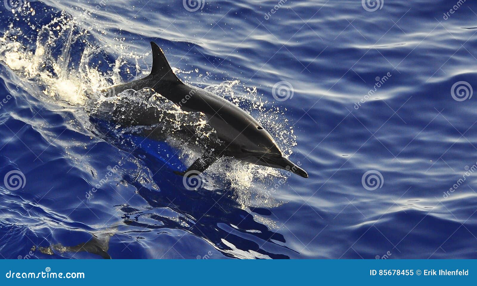 wild dolphin