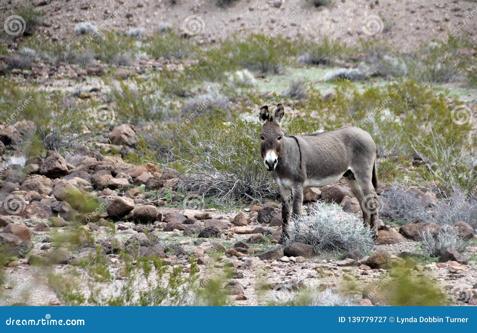 wild donkeys of oatman arizona