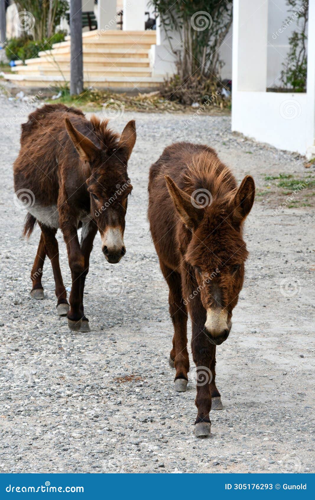 wild donkeys on karpasia peninsula, north cyprus