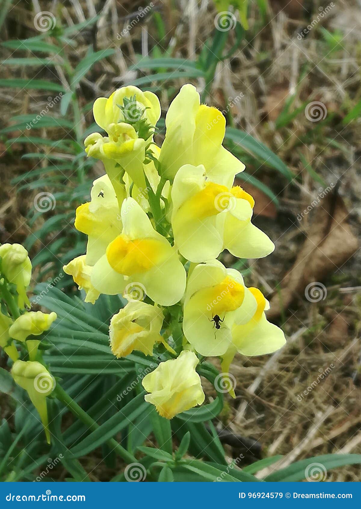 Wild dragon flowers stock image. Image of wild, vechtdal   20