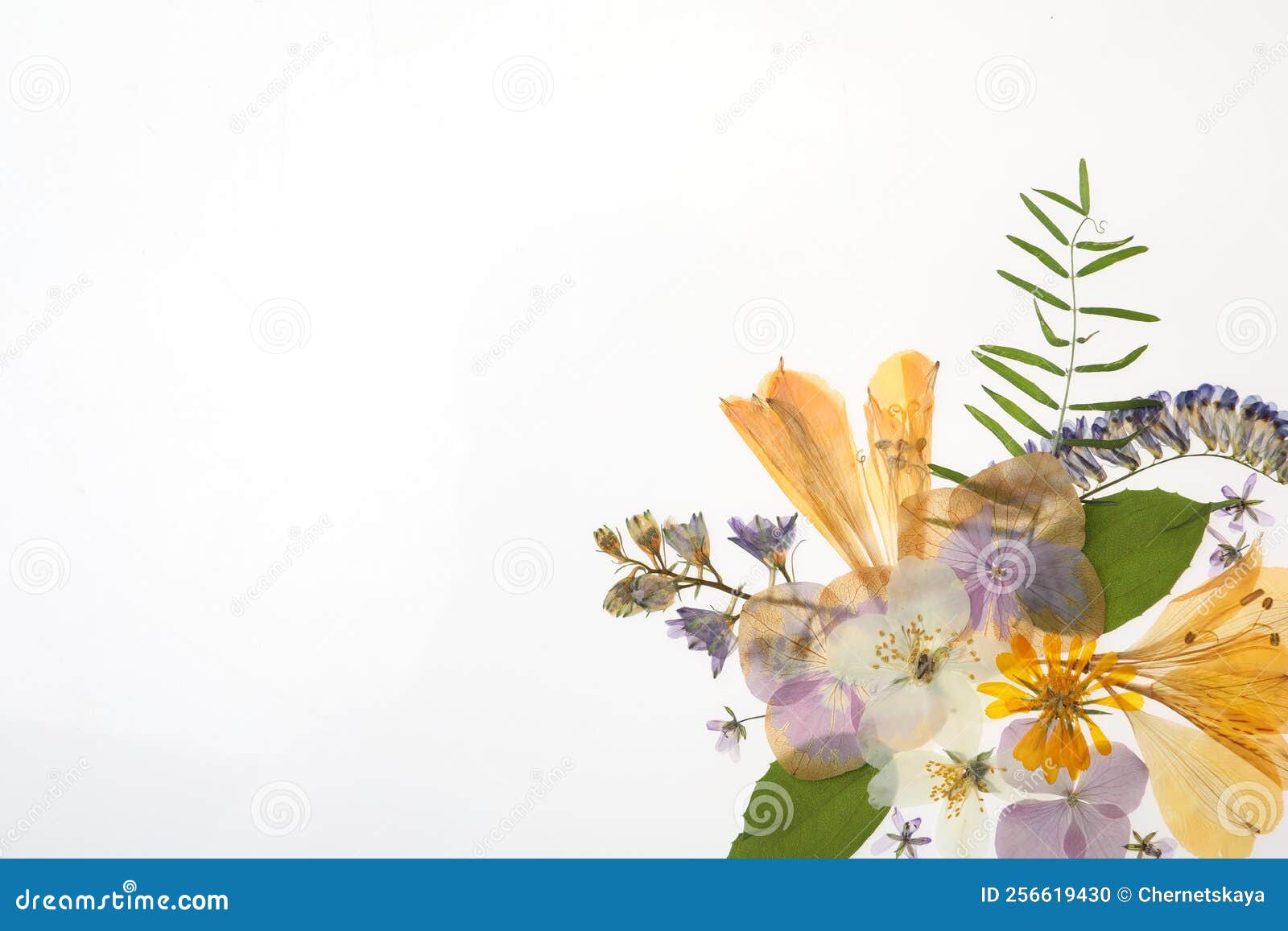 Wild Dried Meadow Flowers on White Background, Top View Stock Photo