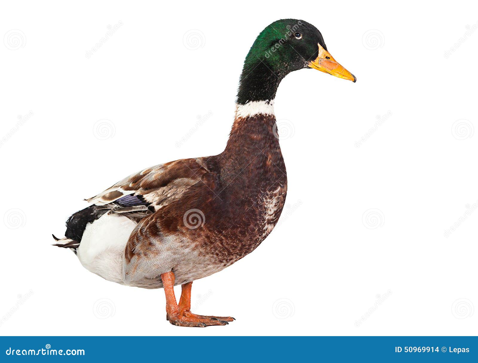 Wild duck bird stock photo. Image of duck, bird, closeup 50969914