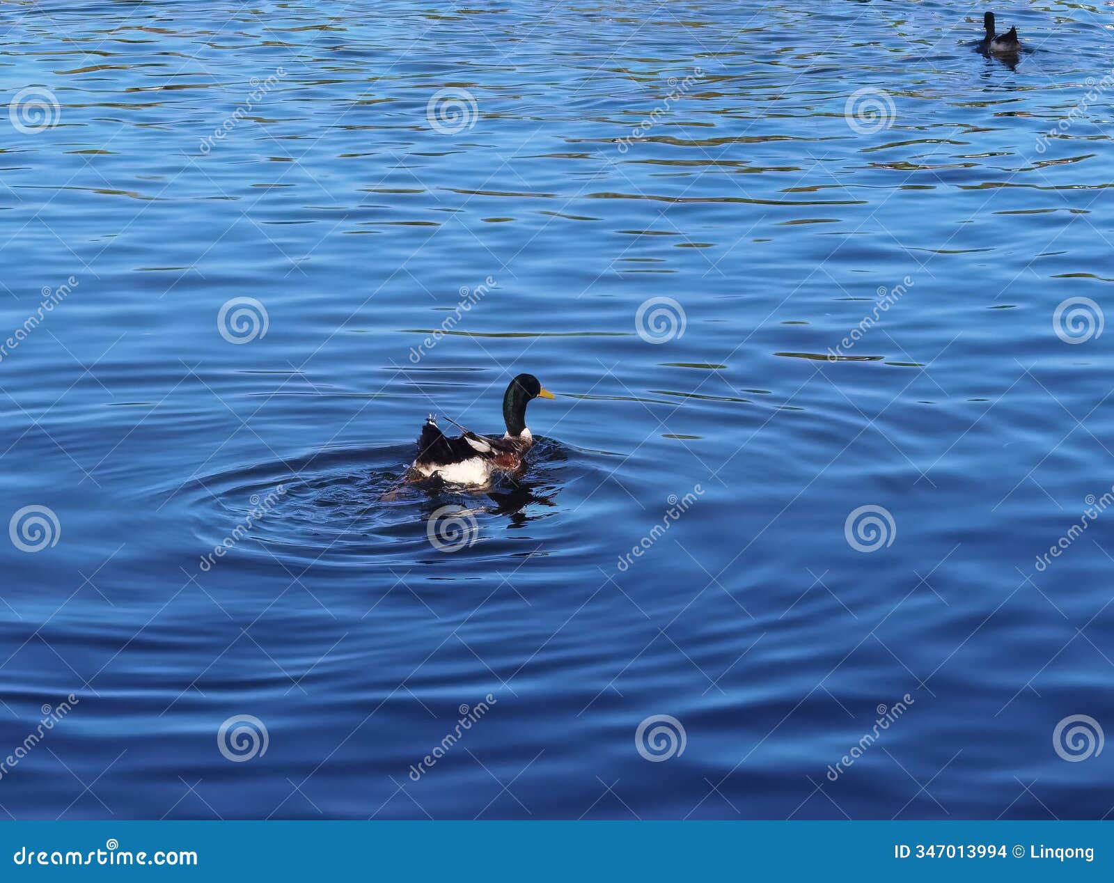 wild duck chasing companions in the water