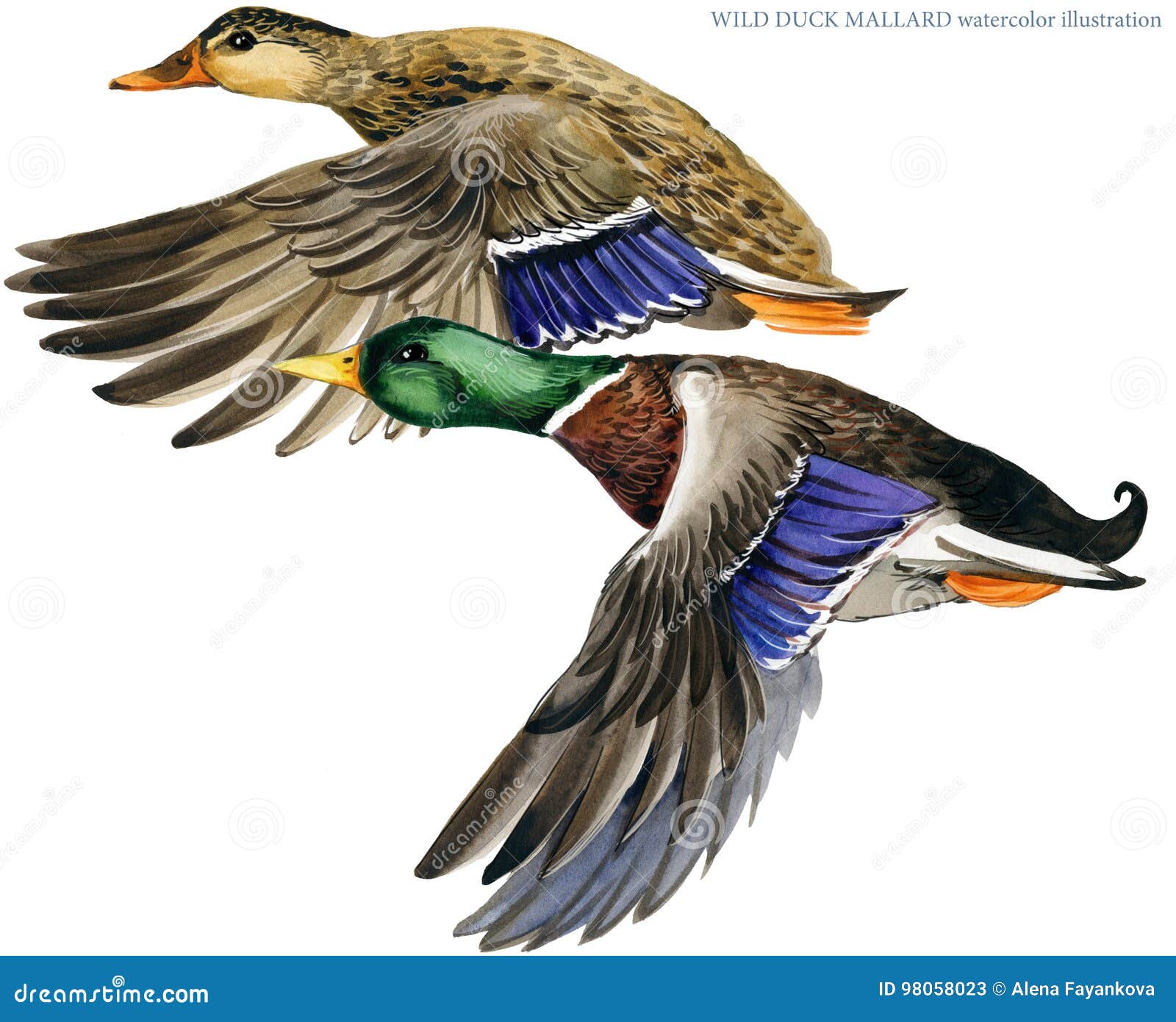 wild duck mallard watercolor .