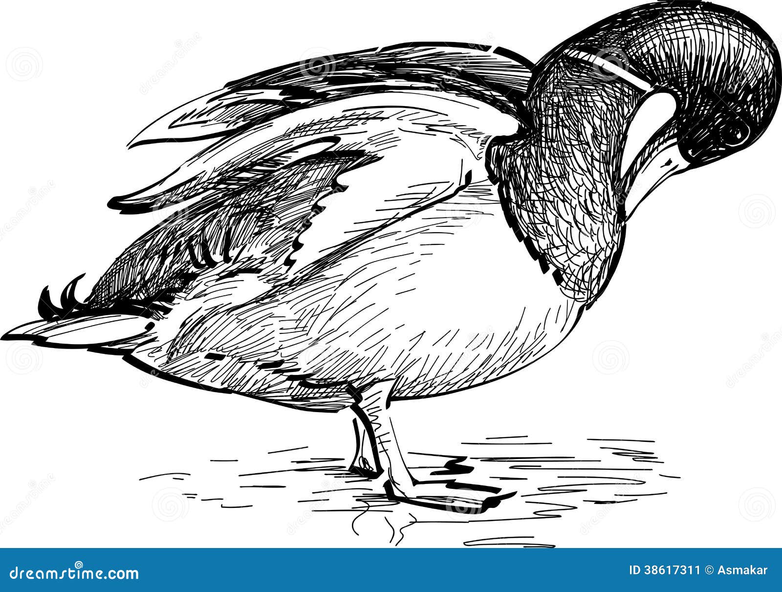 mallard hen and drake coloring pages - photo #47