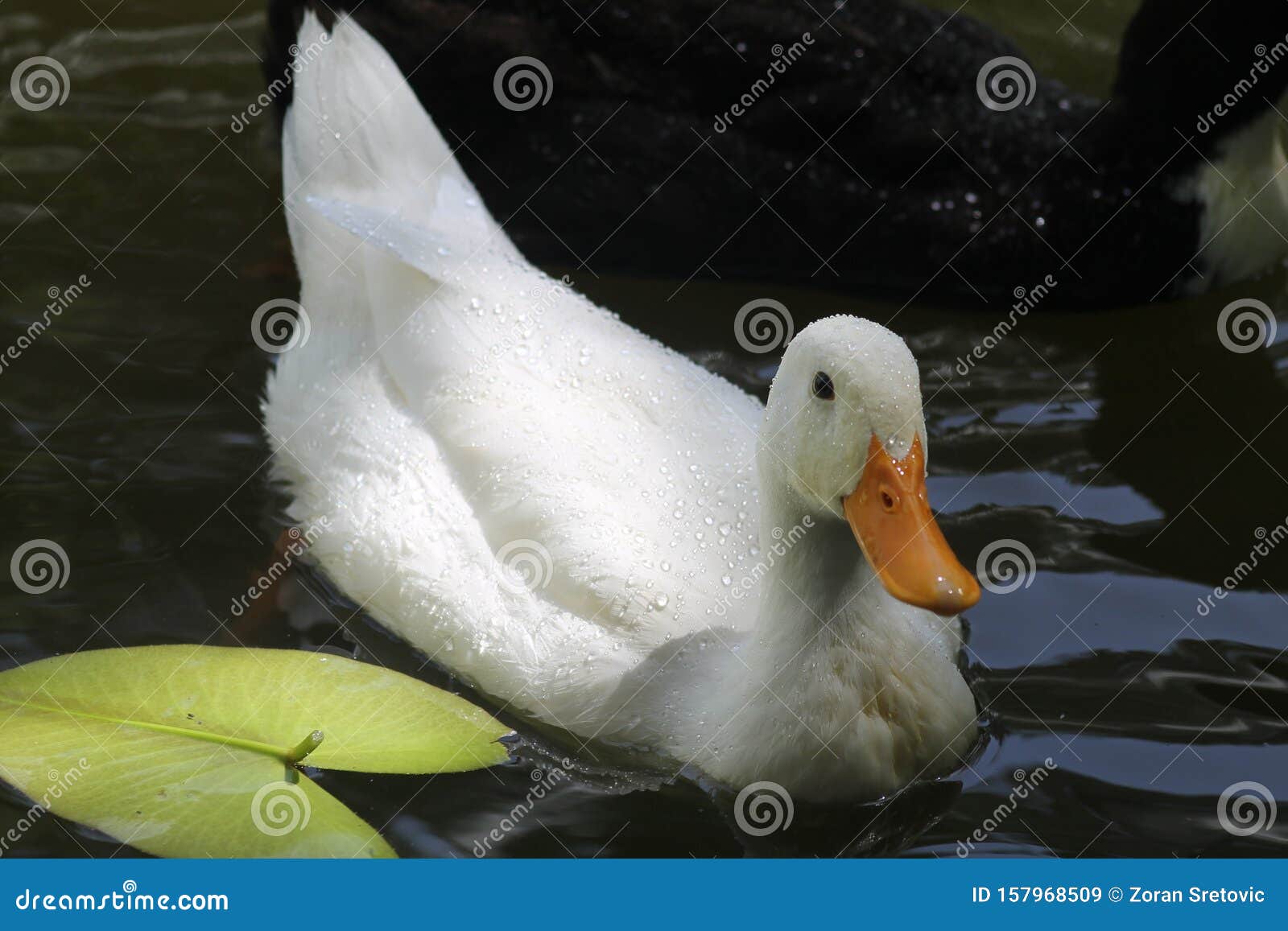 A Wild Duck among Water Lilies. Stock Image Image of floating, birdwatcher 157968509