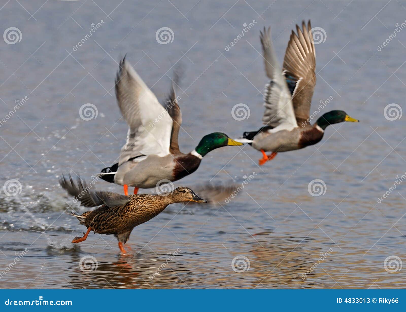 wild ducks flying