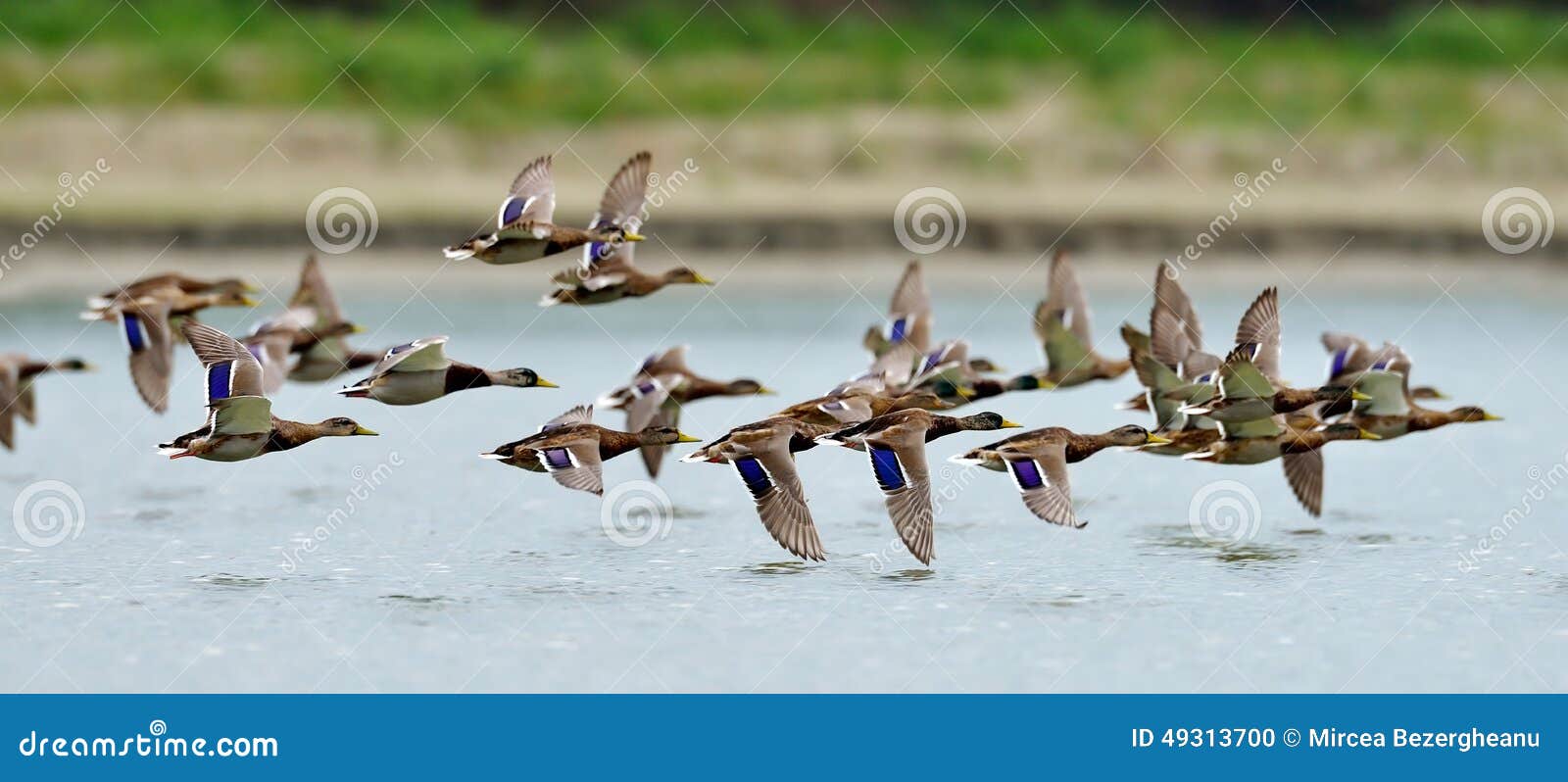 wild ducks flying over the lake