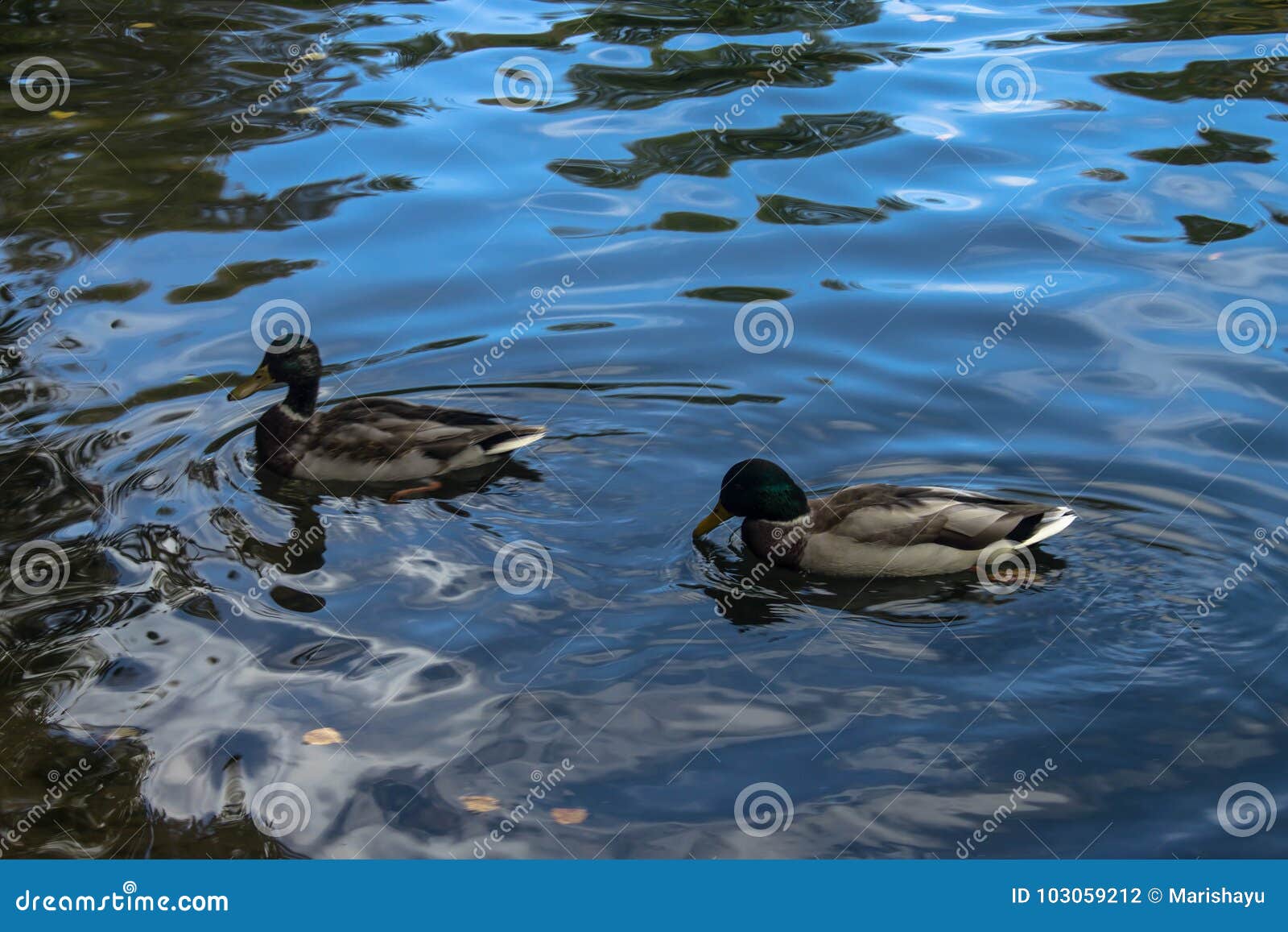 Wild ducks in pond stock photo. Image of drake, nature 103059212
