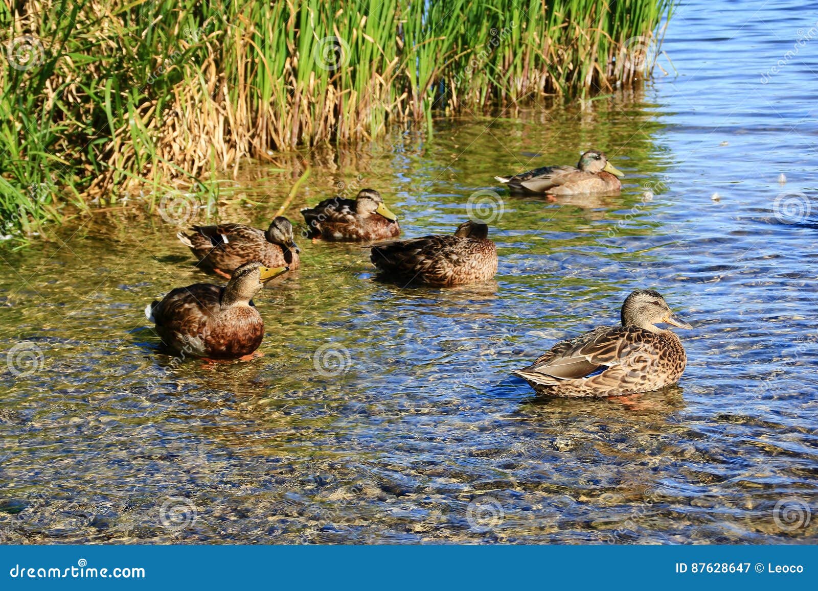 Wild ducks stock image. Image of natural, wing, plant 87628647