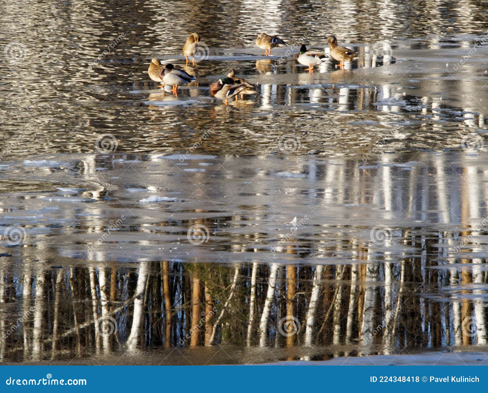 mallards on the still-thawed ice among the body of water with reflected trees