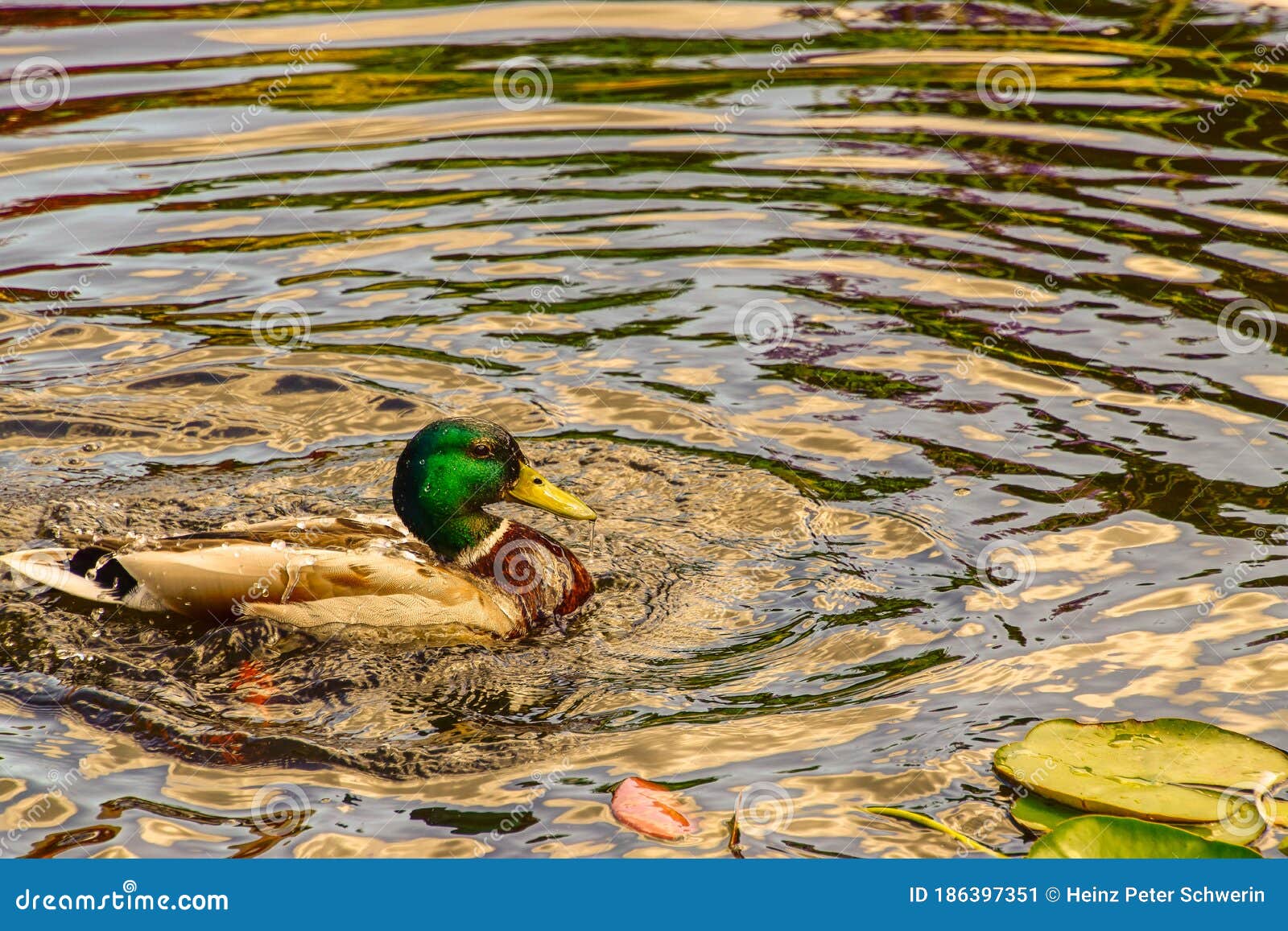 Wild Ducks Swim on a Pond between Water Lilies Stock Image Image of ducks, water 186397351