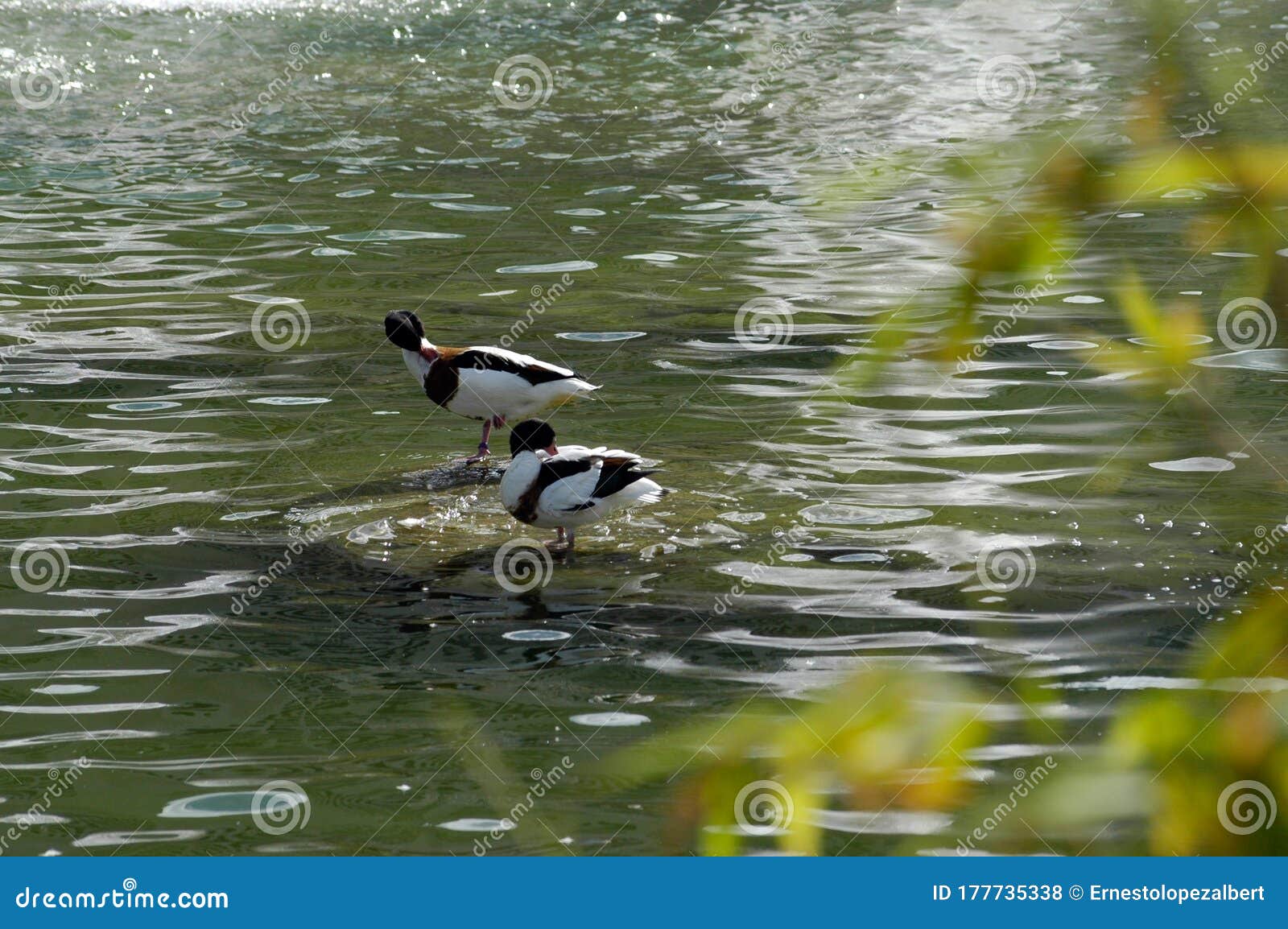 wild ducks about to take a bath in the lake