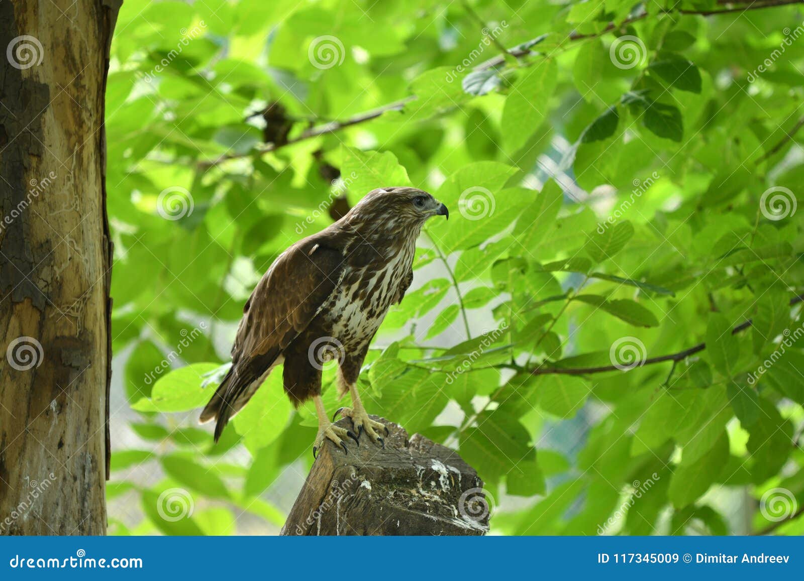 Wild eagle stock image. Image of eagle, looking, food 117345009