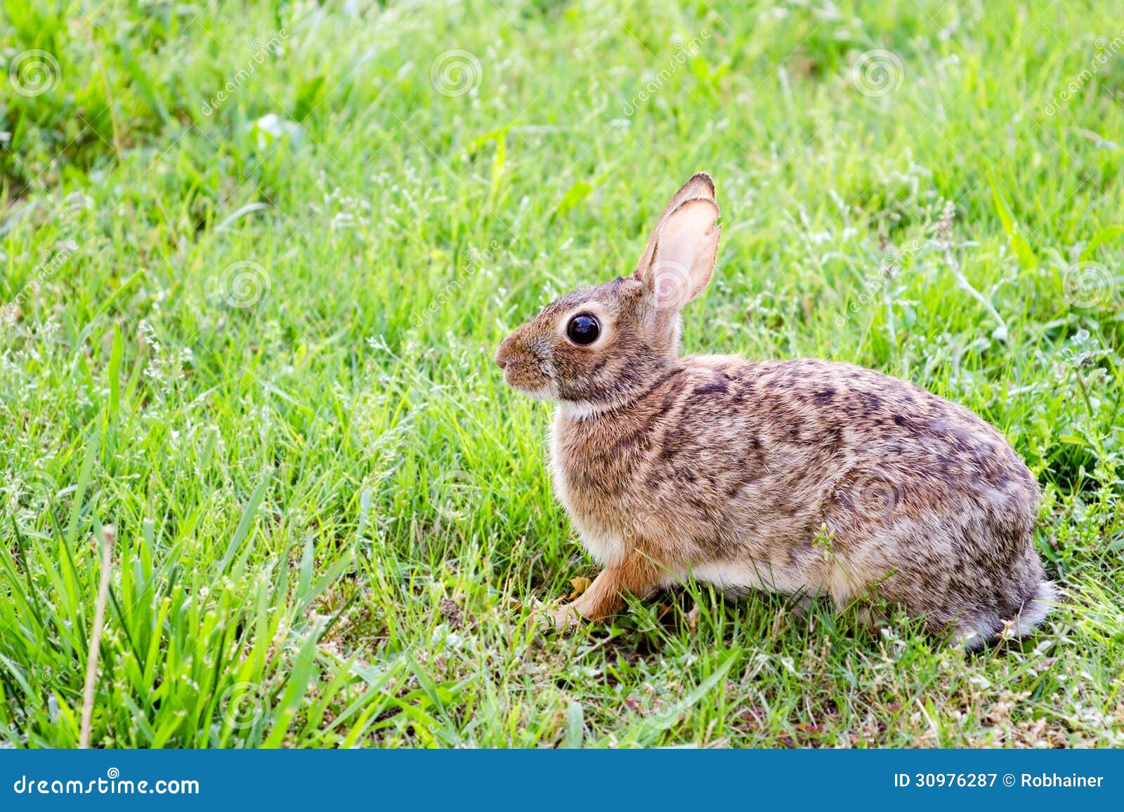 wild eastern cottontail rabbit, sylvilagus floridanus, in field