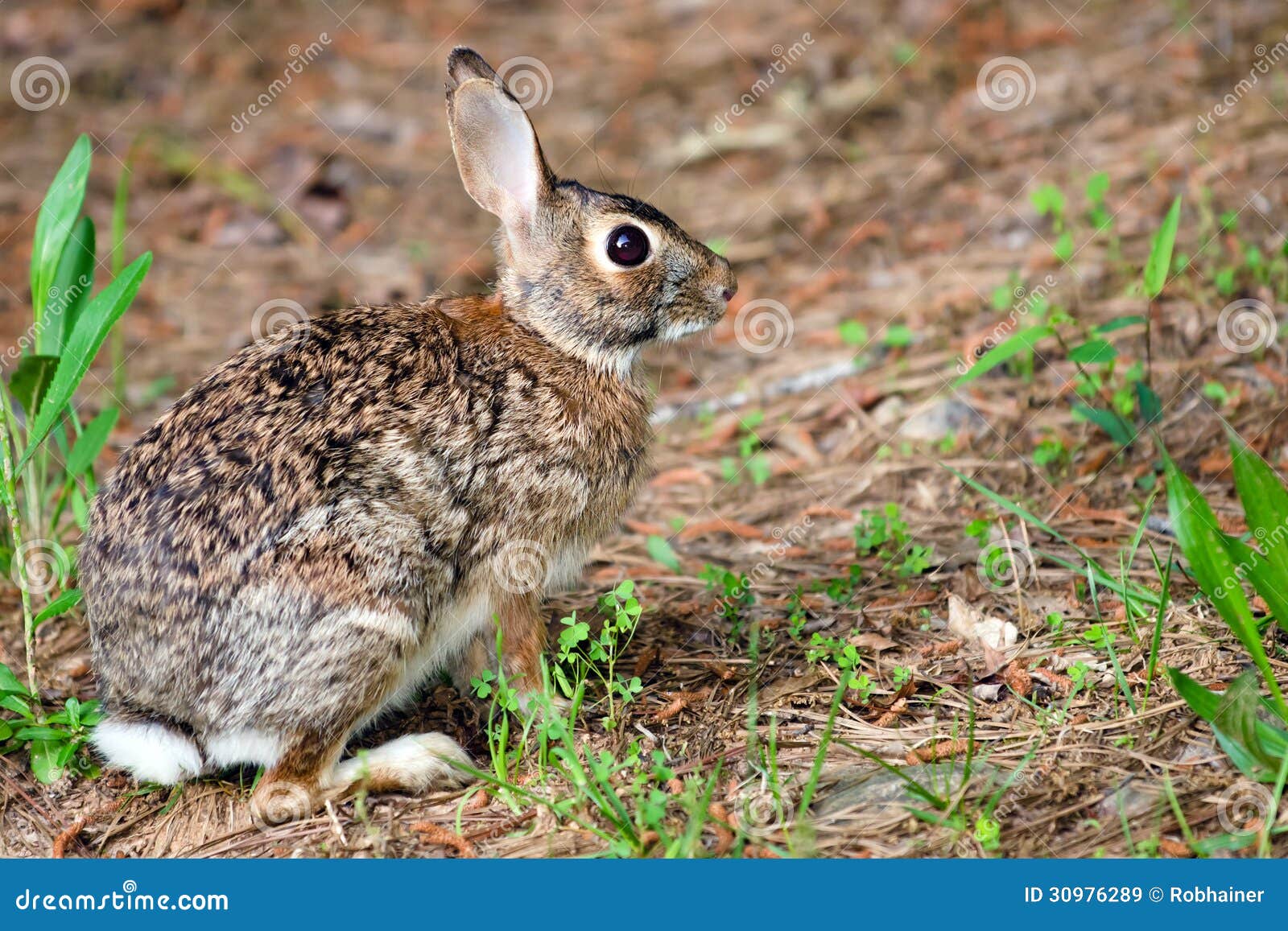 wild eastern cottontail rabbit, sylvilagus floridanus, in forest