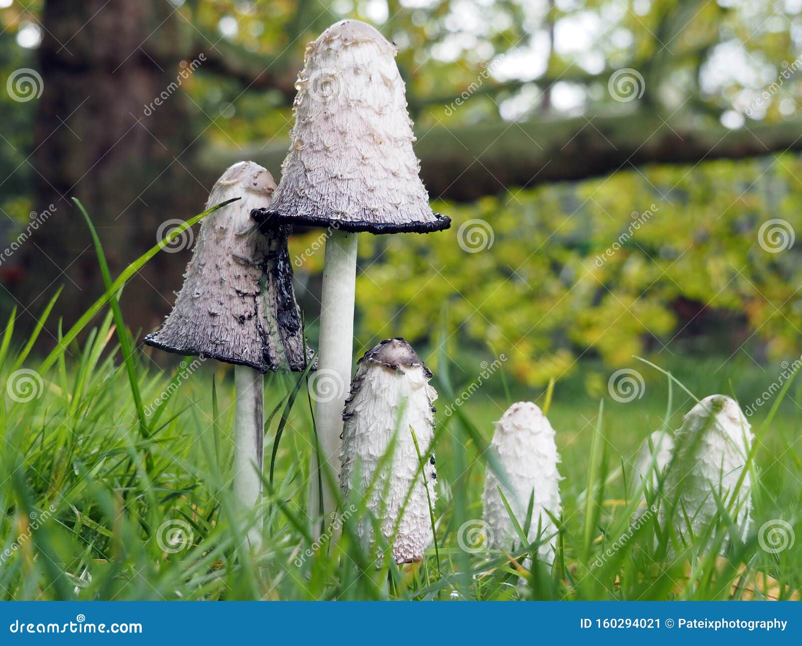 close-up of wild edible shaggy mane or shaggy ink-cap mushrooms in grass on a sunny autumn day in europe
