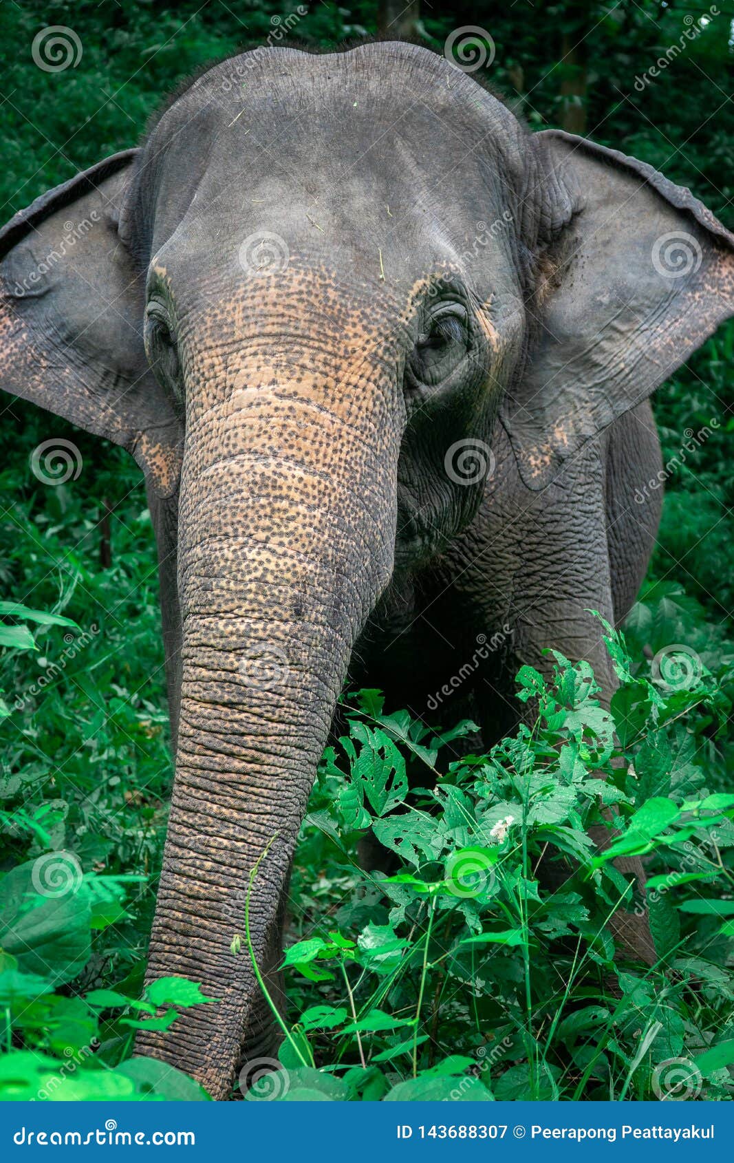 Wild Elephant in the Beautiful Forest Stock Image Image of asia