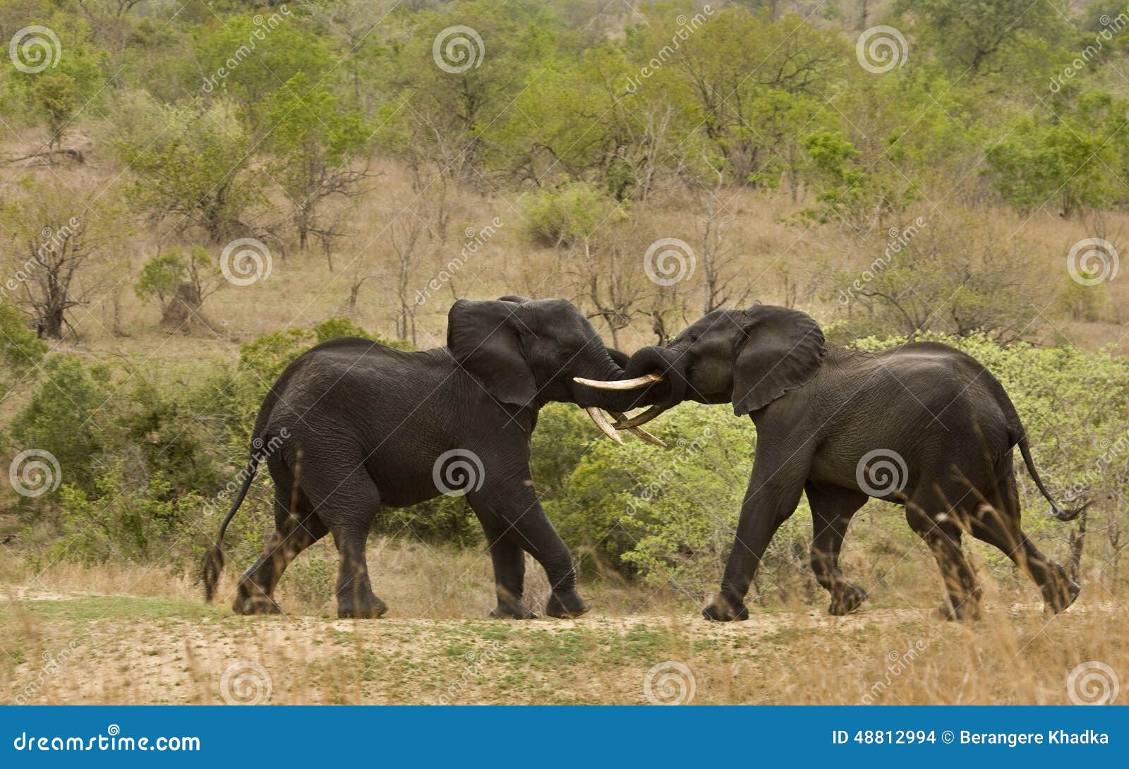 wild elephant fighting and playing, african savannah, kruger, south africa