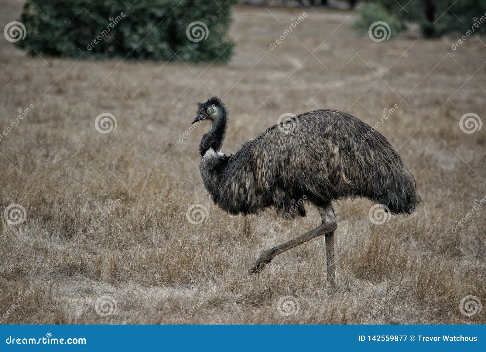 wild emu roaming in serendipity sanctuary, lara, victoria, australia