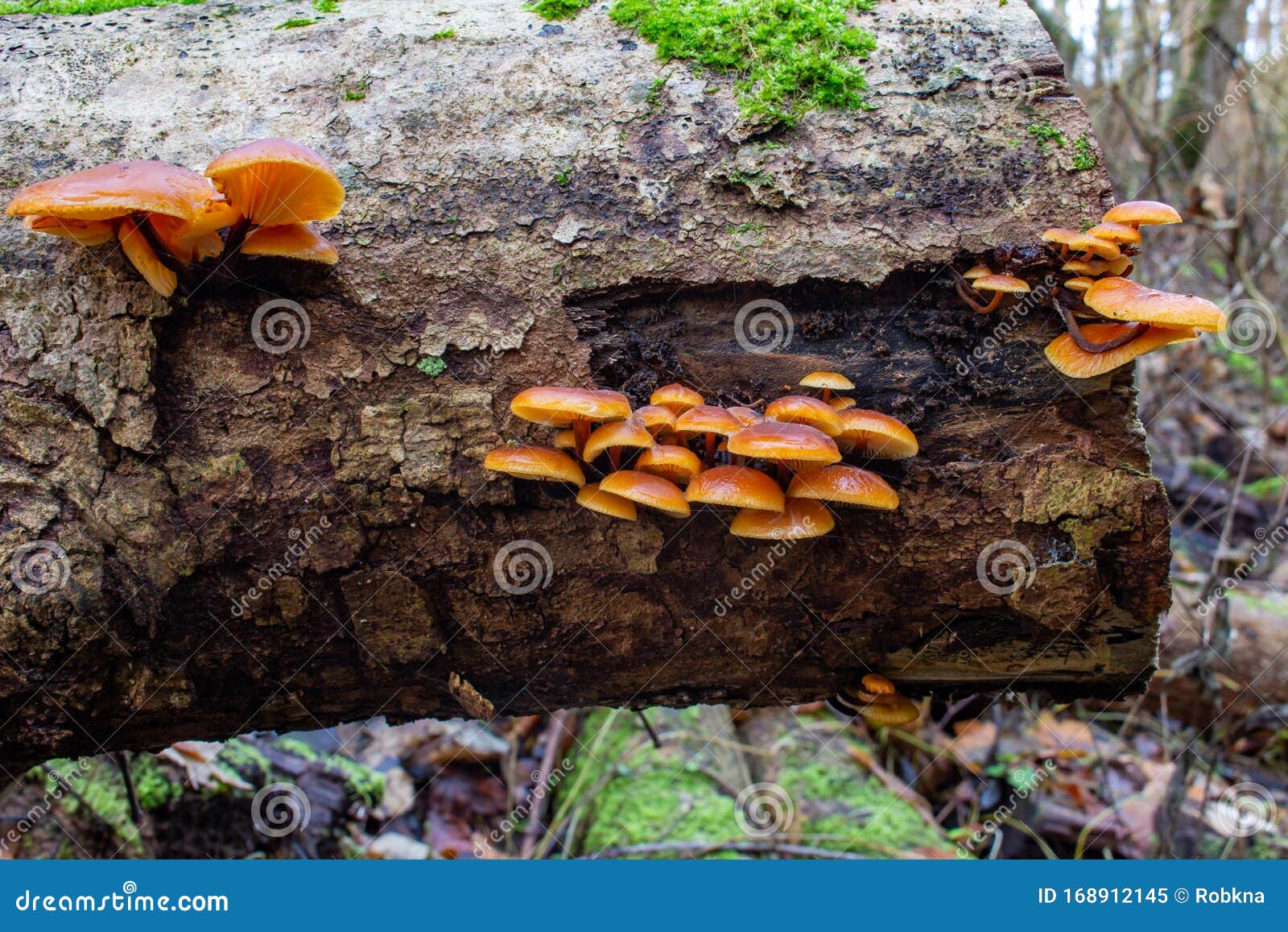 wild enoki mushrooms on a dead tree trunk