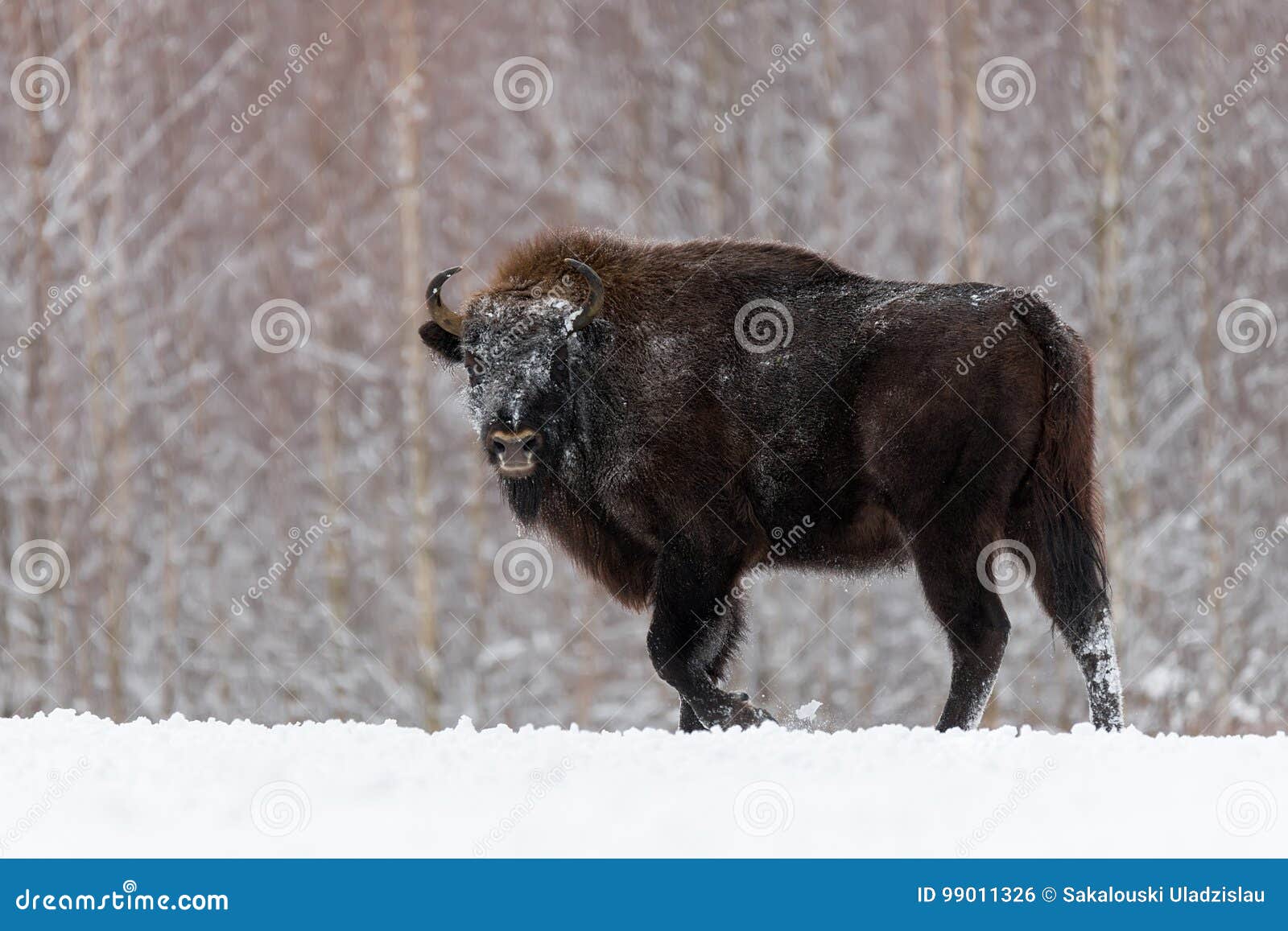 vulkansk ulæselig udrydde Wild European Bison,bull Male. Majestic Powerful Adult Aurochs Wisent in  Winter Time, Belarus. Wildlife Scene from Nature Wi Stock Photo - Image of  animal, majestic: 99011326
