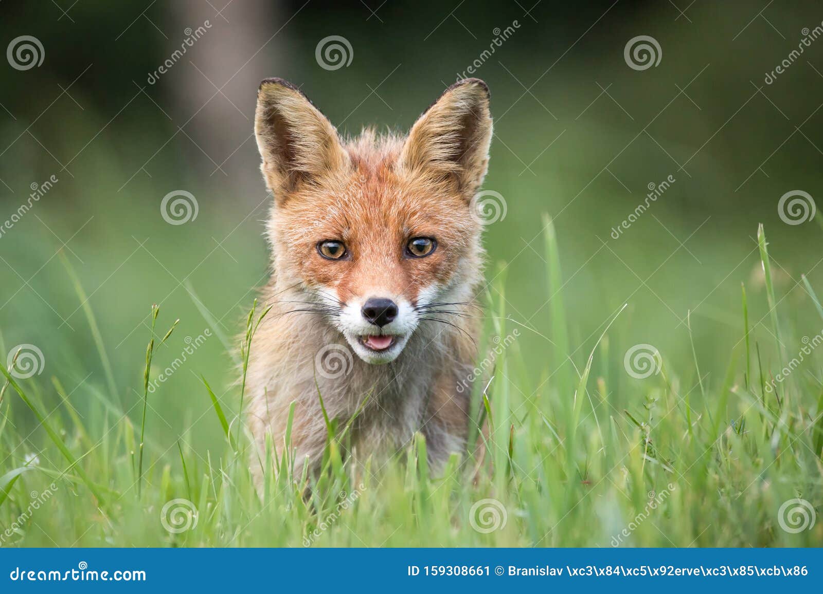 Wild European Red Fox Vulpes Vulpes Amongst The Tall Grass Stock Image