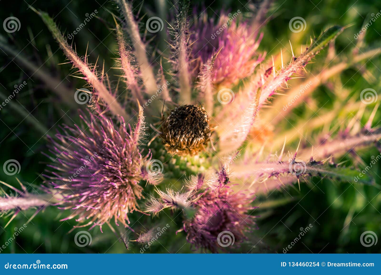 wild everts meadow thistle flowers bloom at the yellowstone national park
