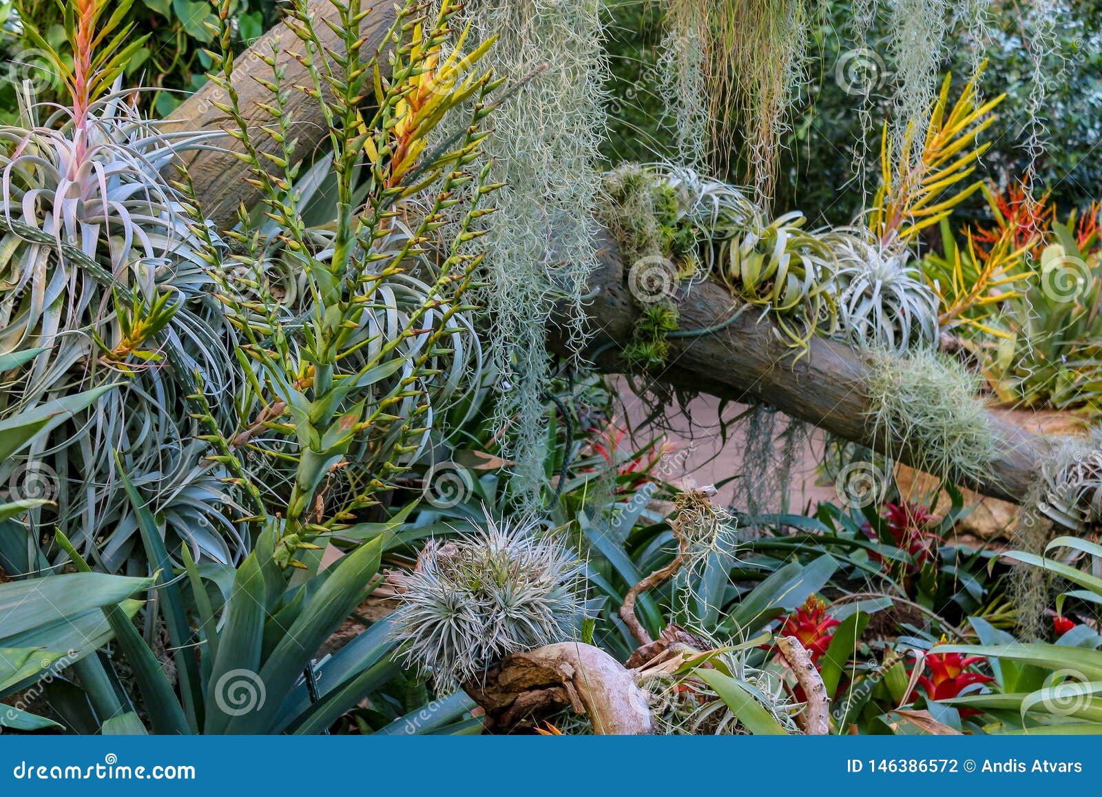 Wild Exotic Jungle Plants. Shallow Depth of Field Background Stock