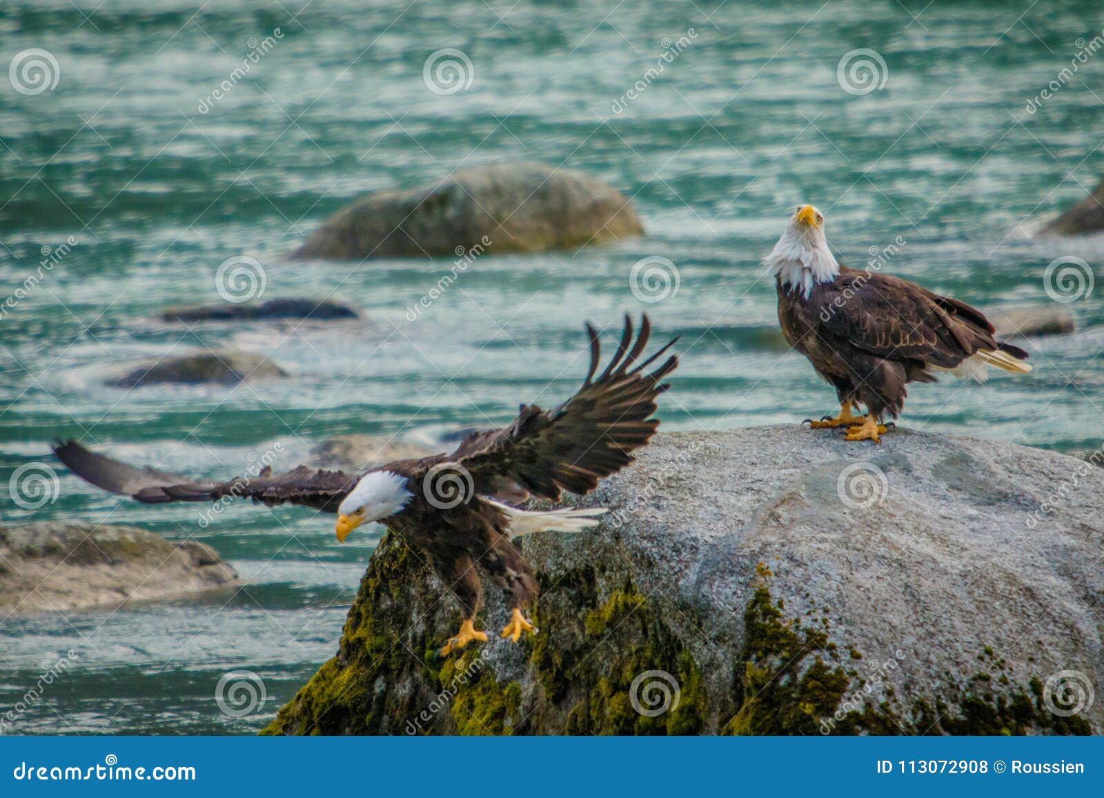 wild experience of bald eagles in chilkat bald egle reserve, alaska