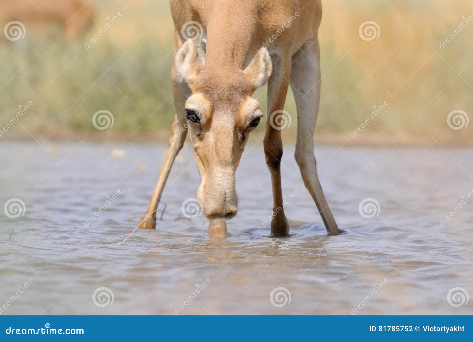 Download Wild Female Saiga Antelope At The Watering Place In The Steppe Stock Photo - Image of nature ...