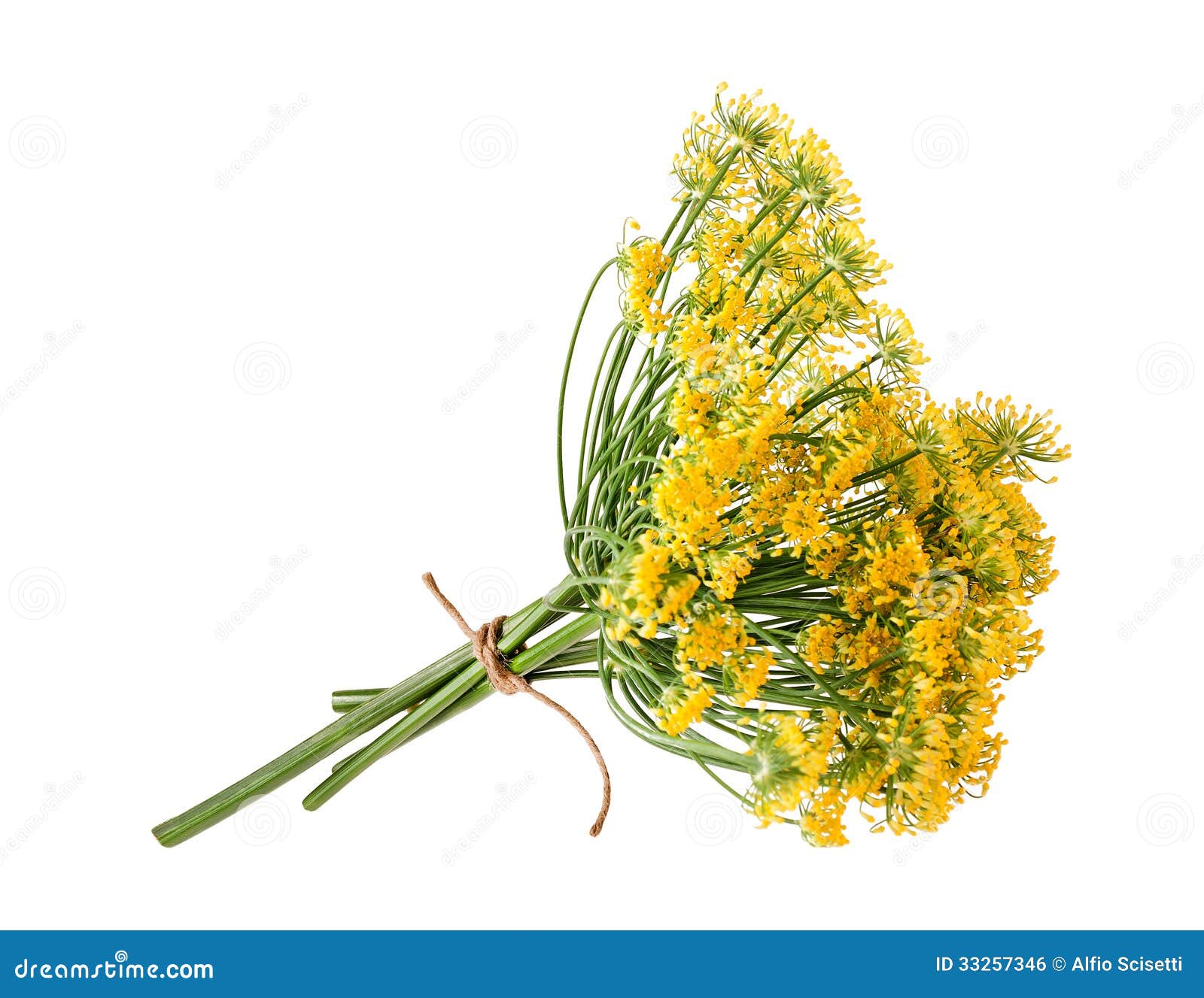 Wild fennel flowers stock photo. Image of branch, flower 33257346