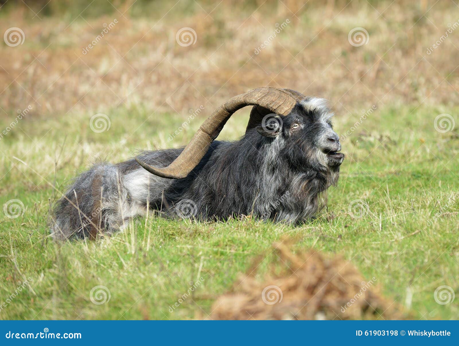 Feral Goat Stock Image 48894169