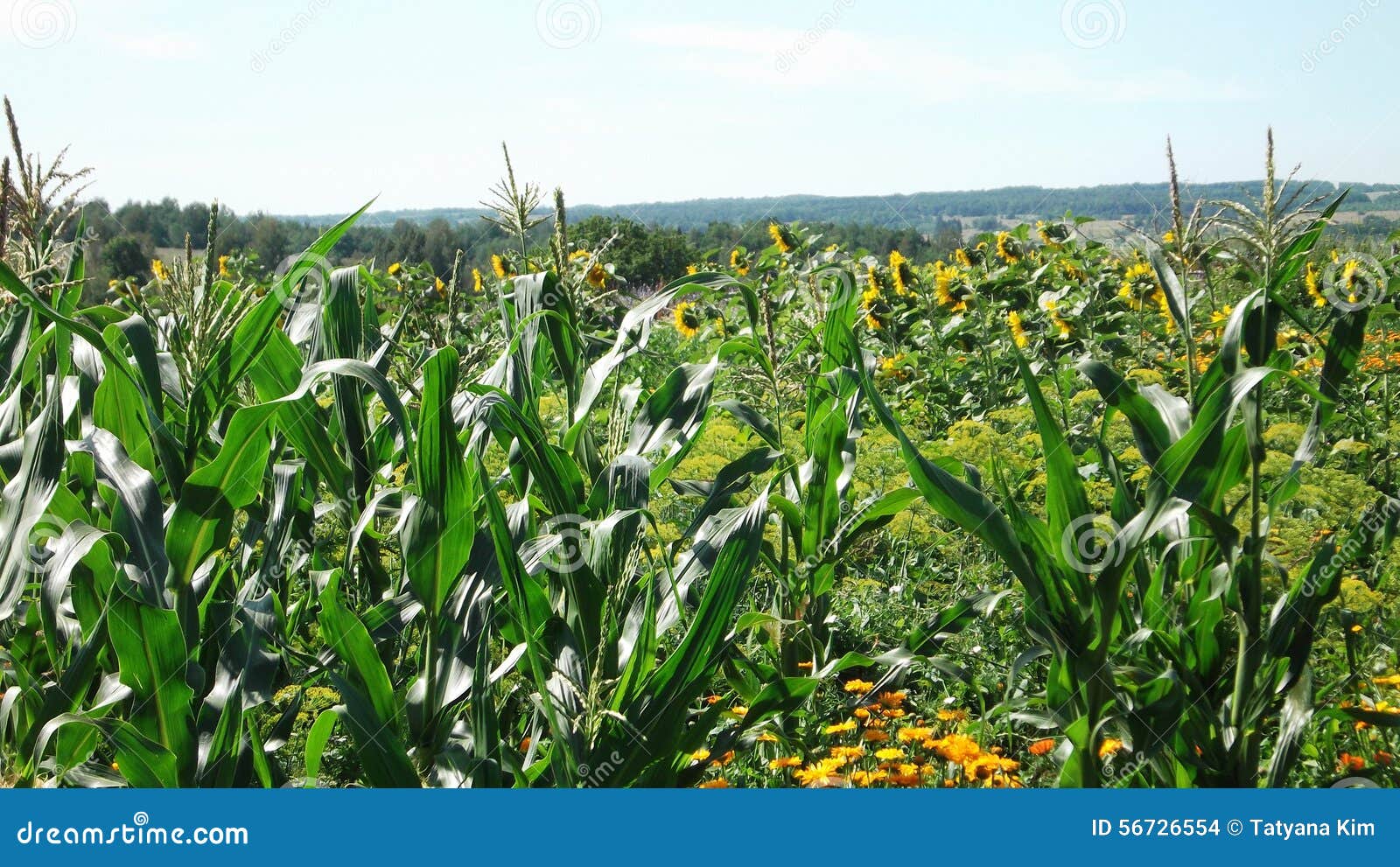 Wild Field with Corn and Sunflowers Stock Photo Image of cultivation
