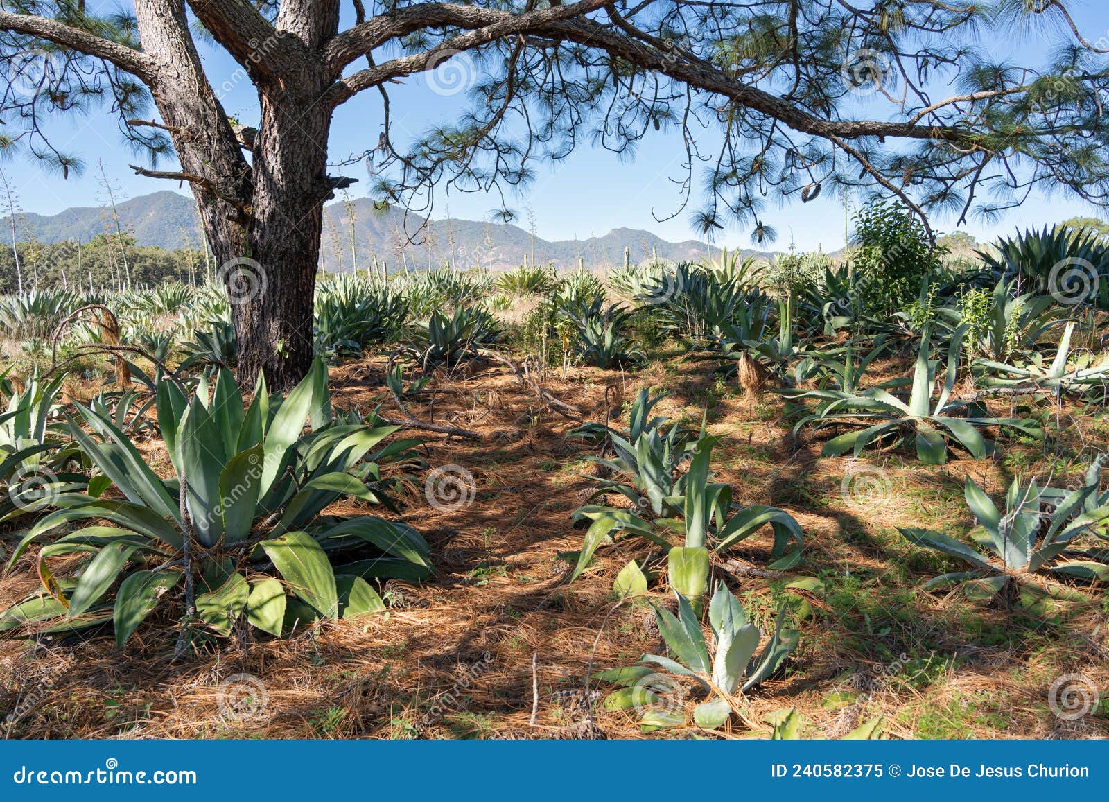 wild field of lechuguilla type agaves to make the alcoholic beverages raicilla and tequila.
