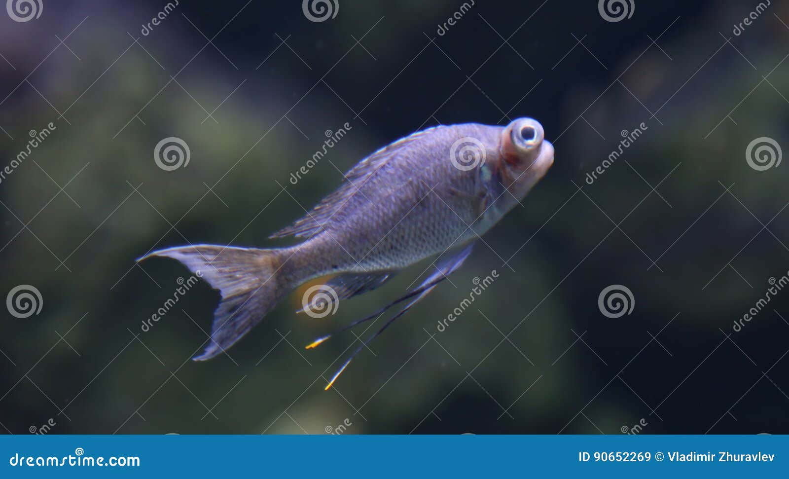 wild fish in a huge beautiful aquarium