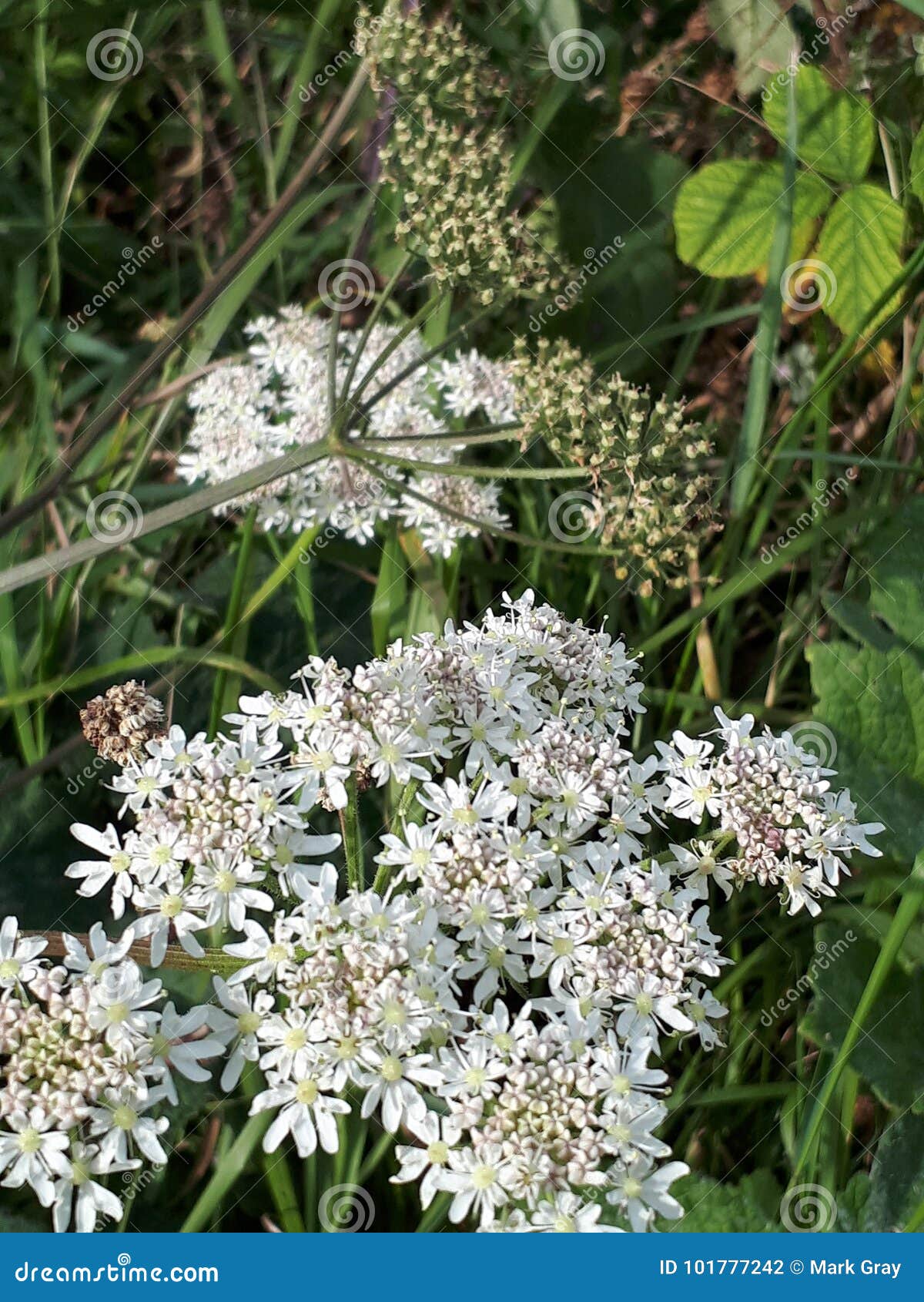 Wild Flora stock photo. Image of wild, botany, flowers 101777242