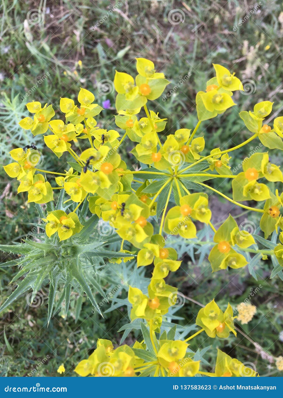 Wild flower in Armenia stock image. Image of garden 137583623
